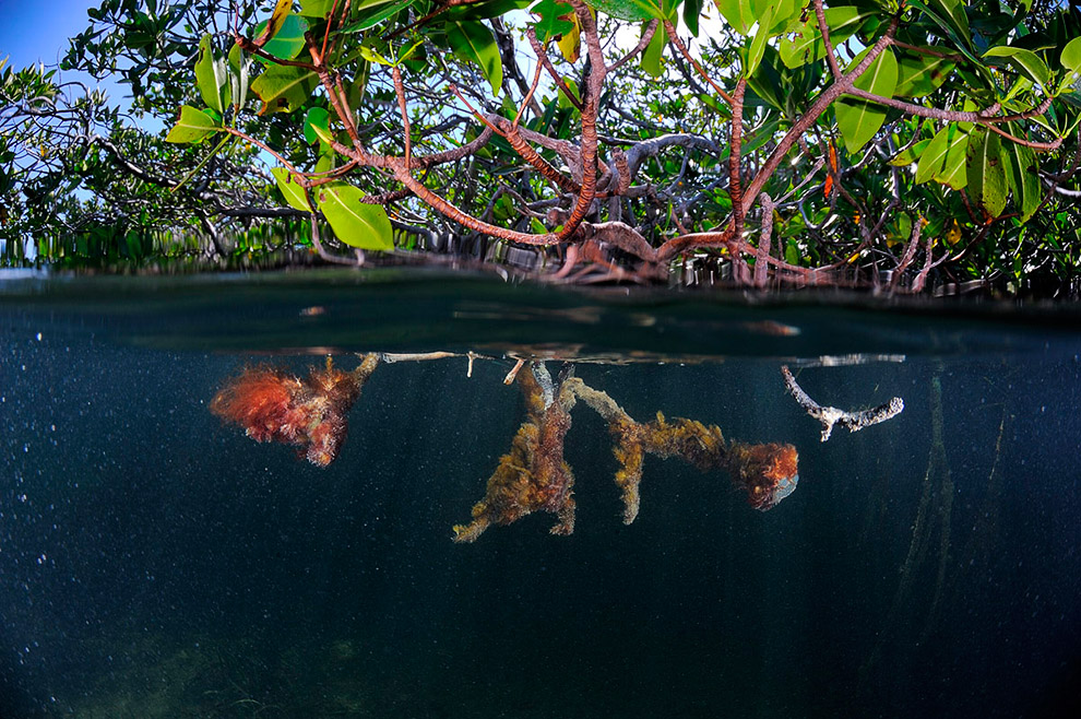 Жители подводного мира