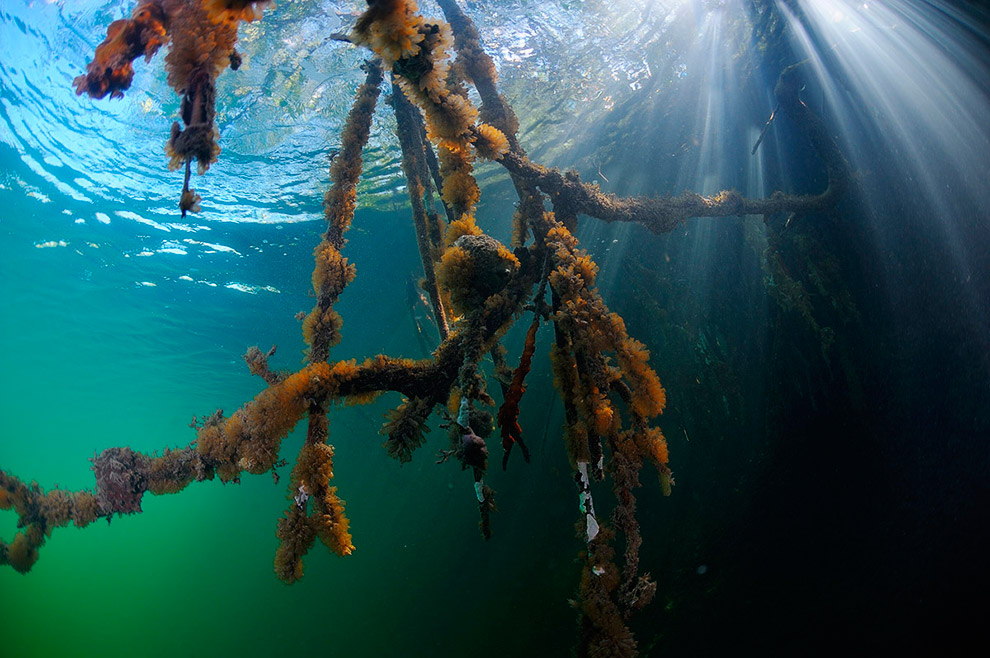 Жители подводного мира