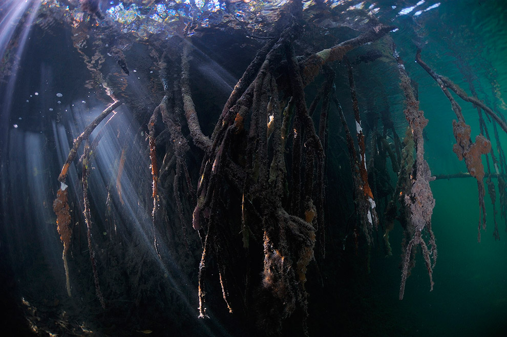 Жители подводного мира