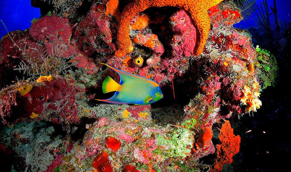 Жители подводного мира