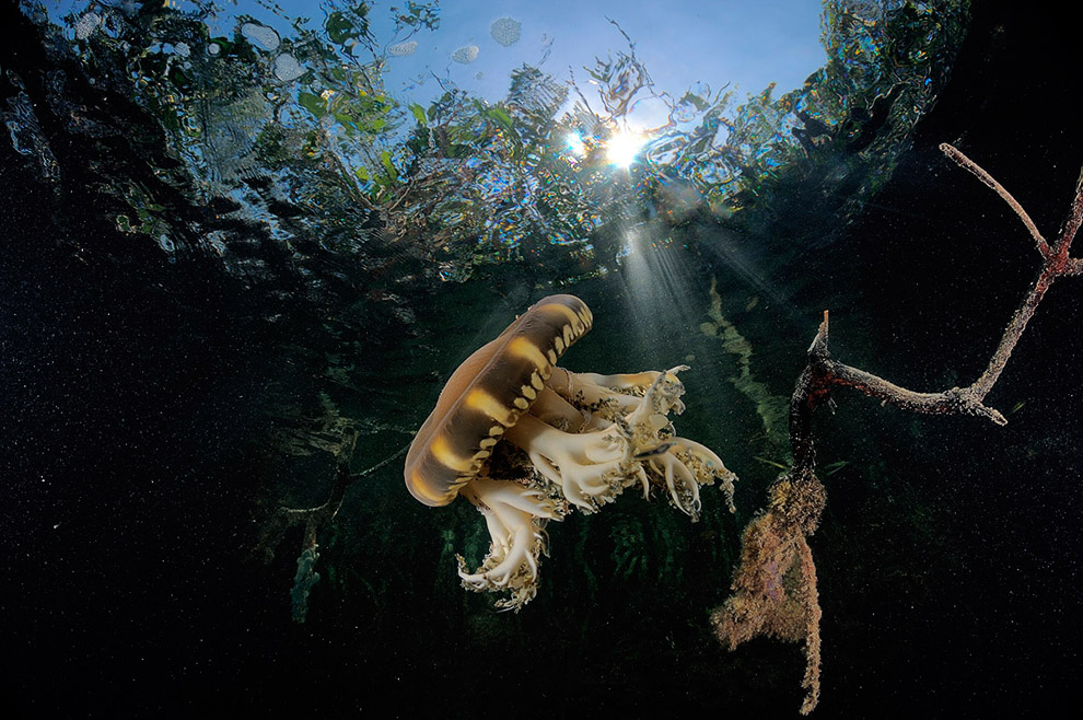 Жители подводного мира