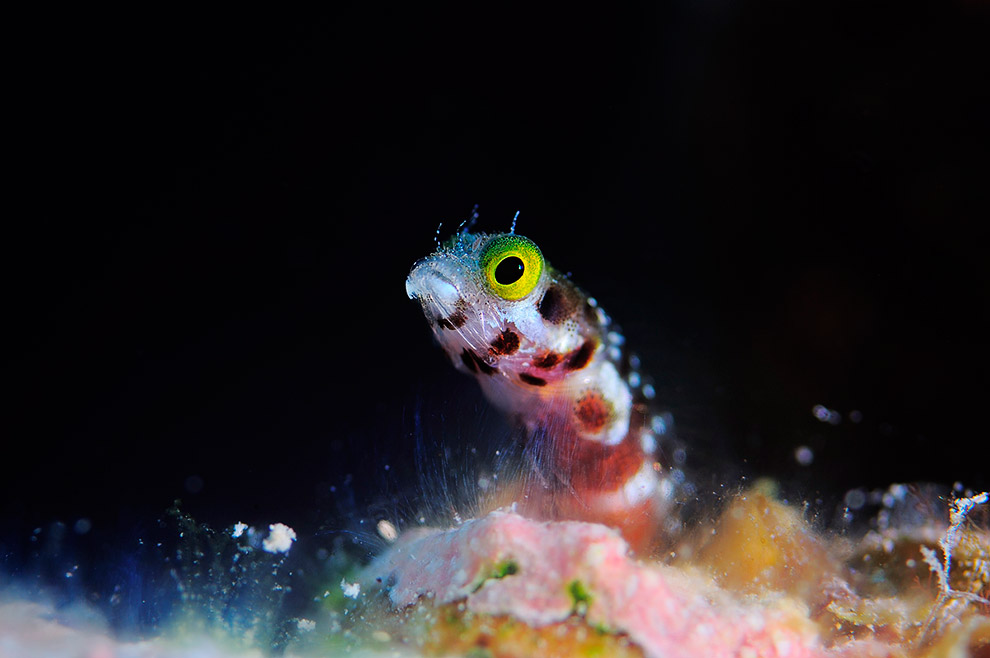 Жители подводного мира