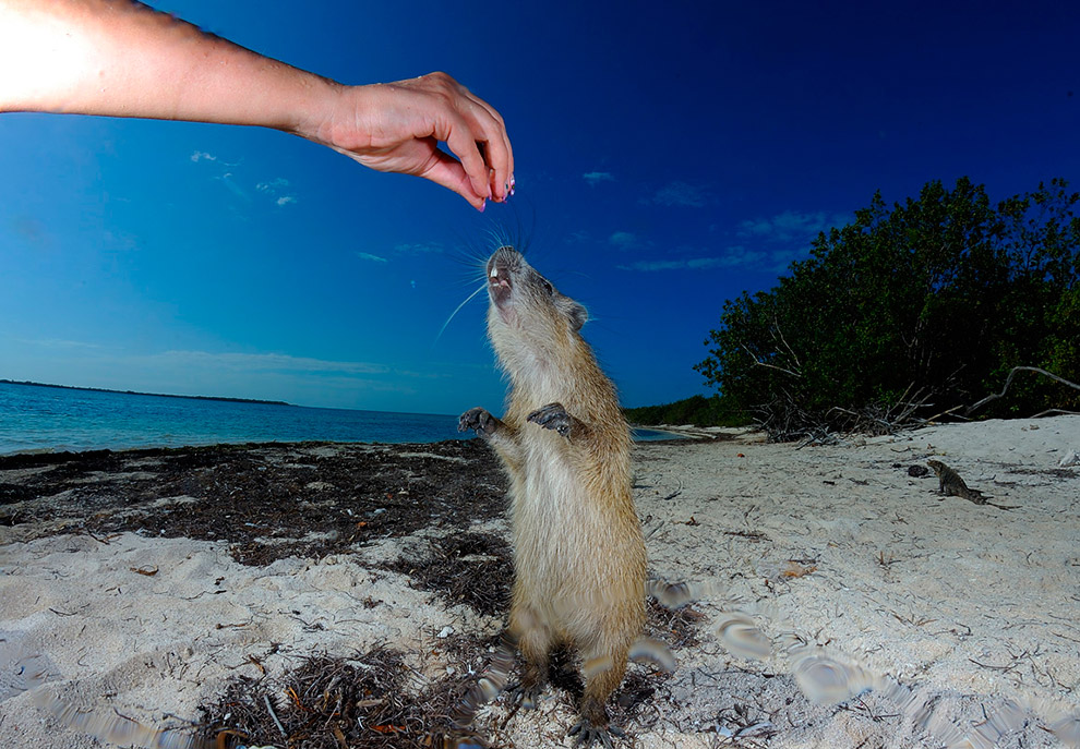 Жители подводного мира
