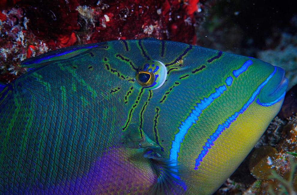 Жители подводного мира