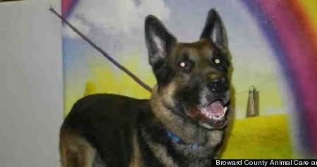 10 трогательных историй о собачьей преданности 10 трогательных историй о собачьей преданности