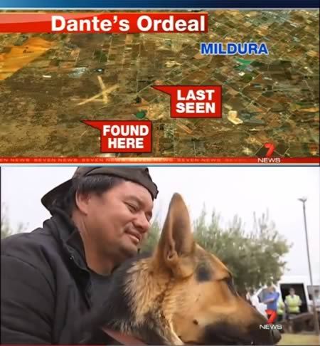 10 трогательных историй о собачьей преданности 10 трогательных историй о собачьей преданности