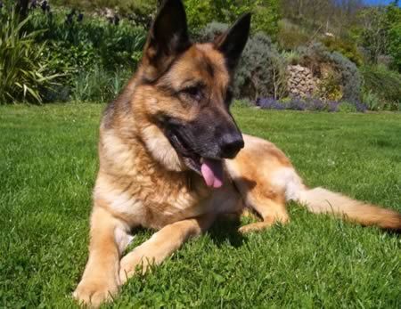 10 трогательных историй о собачьей преданности 10 трогательных историй о собачьей преданности