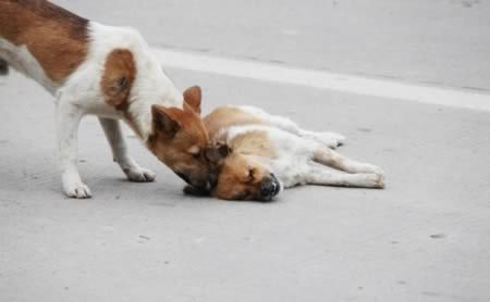 10 трогательных историй о собачьей преданности 10 трогательных историй о собачьей преданности