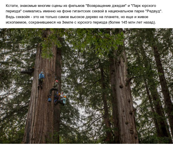 Как выглядят шишки самого высокого дерева на планете