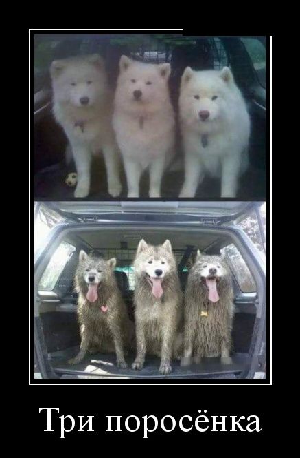 Демотиваторы