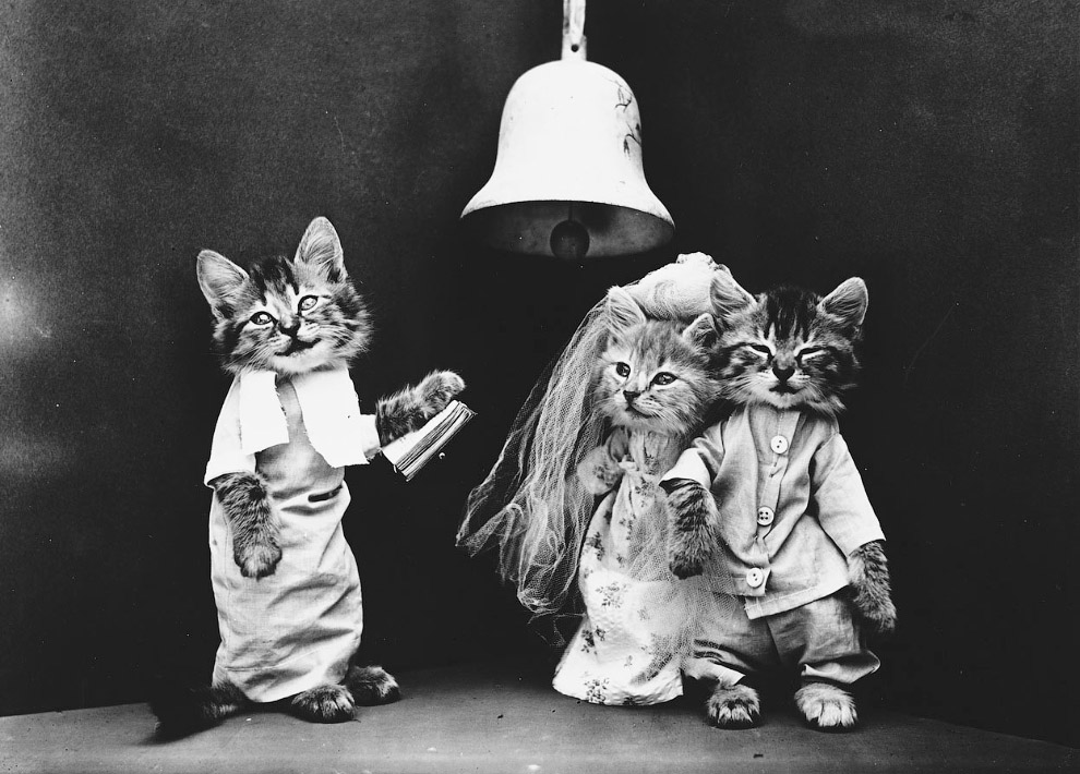 Кошки как люди. 100 лет назад