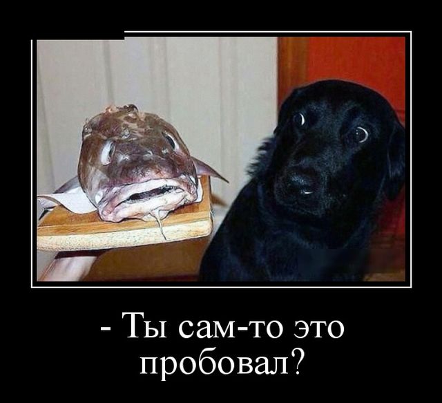 Демотиваторы