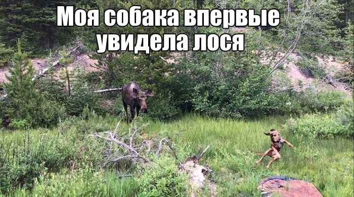 Прикольные картинки
