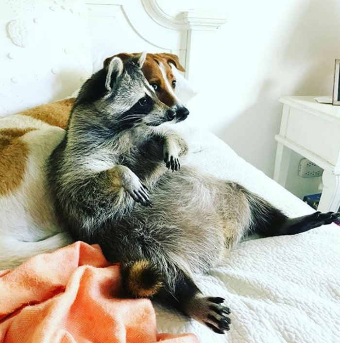 Еноты самые милые животные в мире