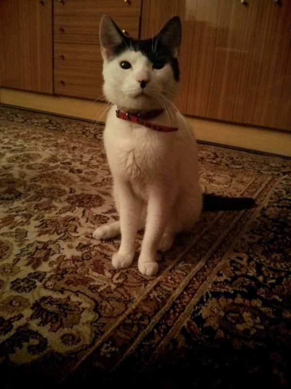 Прикольные картинки
