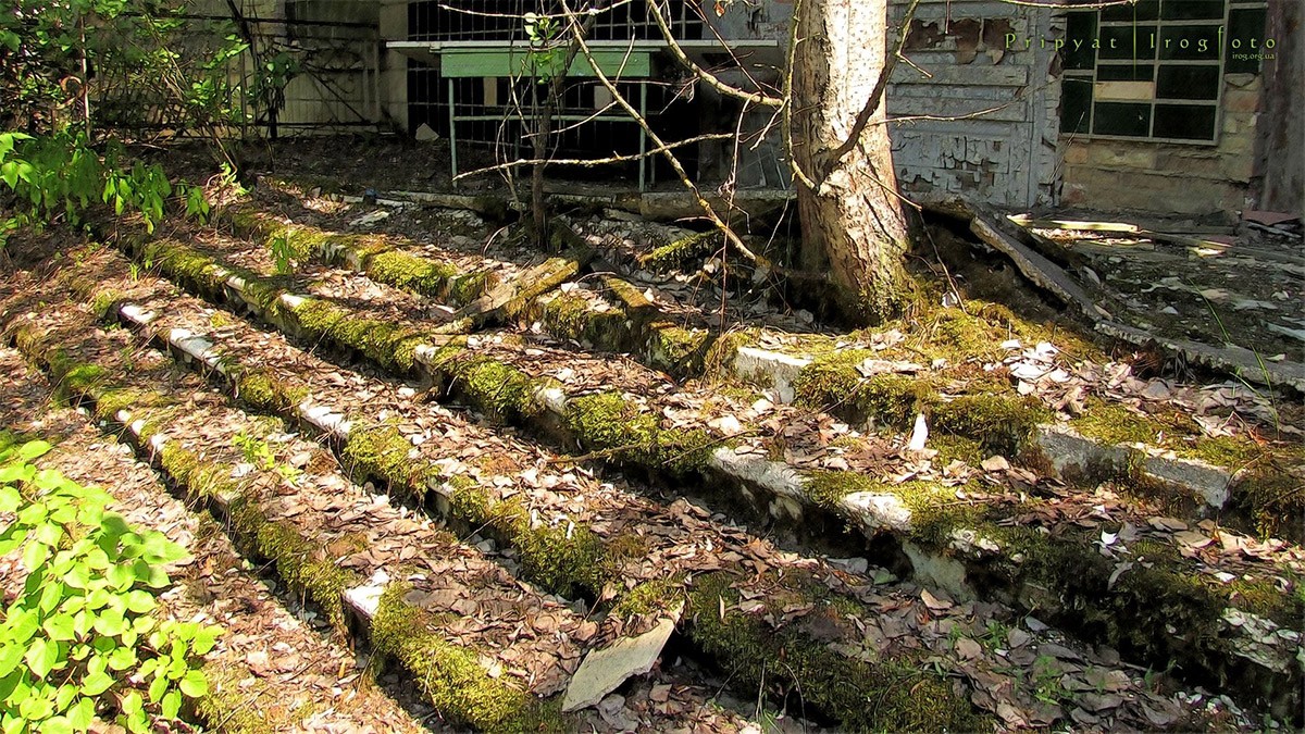 Оживающий Чернобыль
