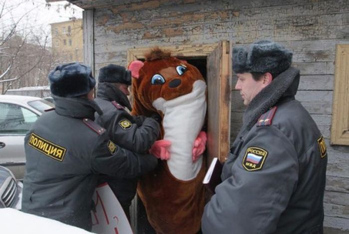 Порция картинок