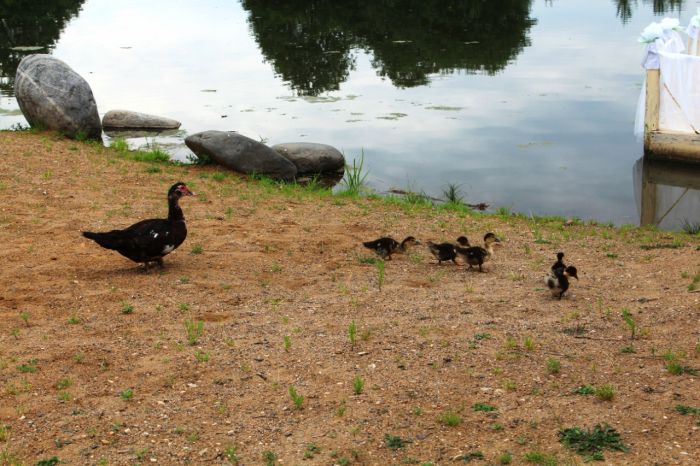 Московский бизнесмен переехал в провинцию, где стал успешным фермером
