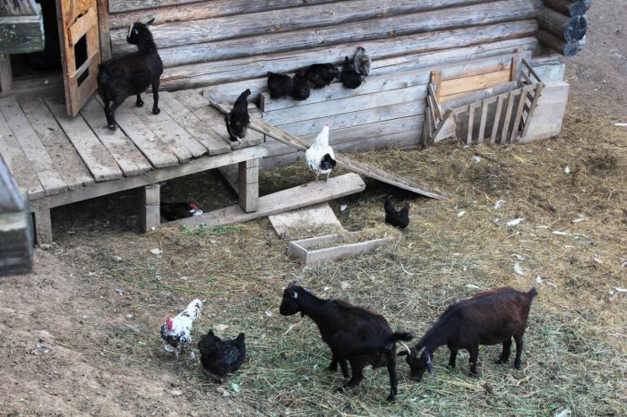 Московский бизнесмен переехал в провинцию, где стал успешным фермером