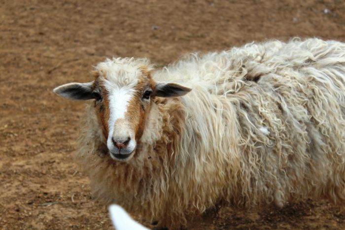 Московский бизнесмен переехал в провинцию, где стал успешным фермером