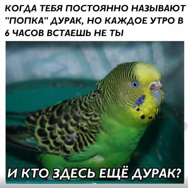 Нестандартный юмор с просторов сети