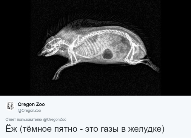 Рентгеновские снимки животных, которые вас точно удивят
