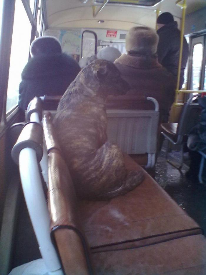 Пассажир маршрутки в Нижнем
