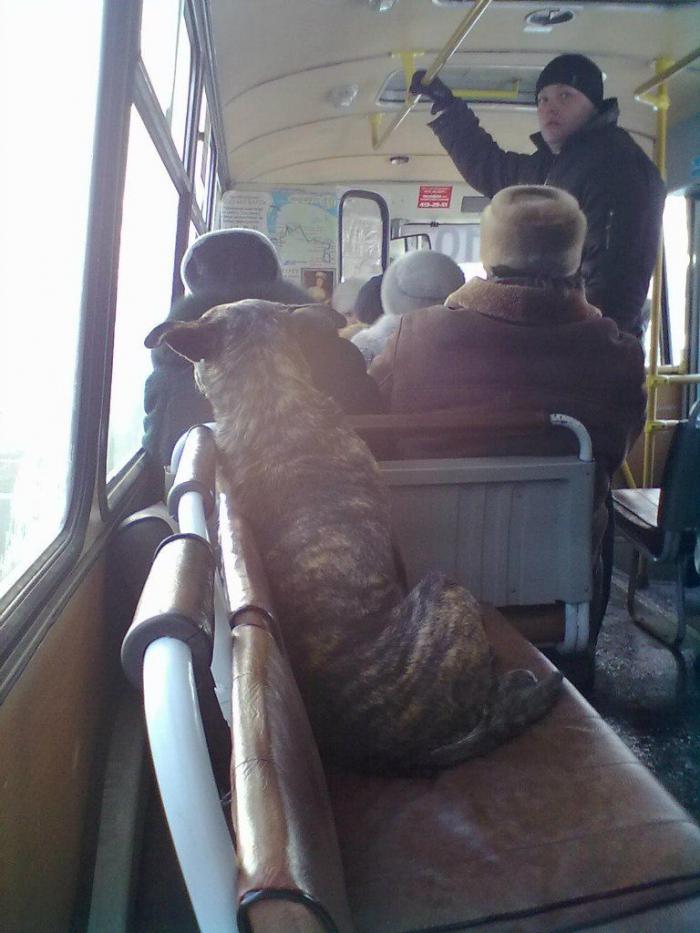 Пассажир маршрутки в Нижнем