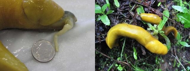 Самые большие пенисы животных Самые большие пенисы животных