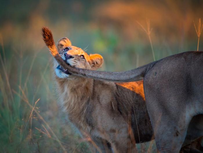 Прикольные картинки