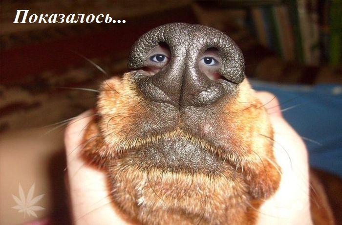 Прикольные картинки