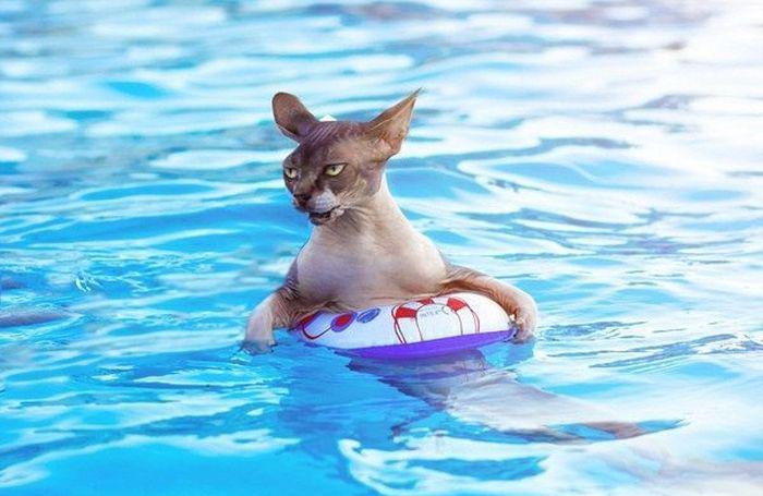 Прикольные картинки