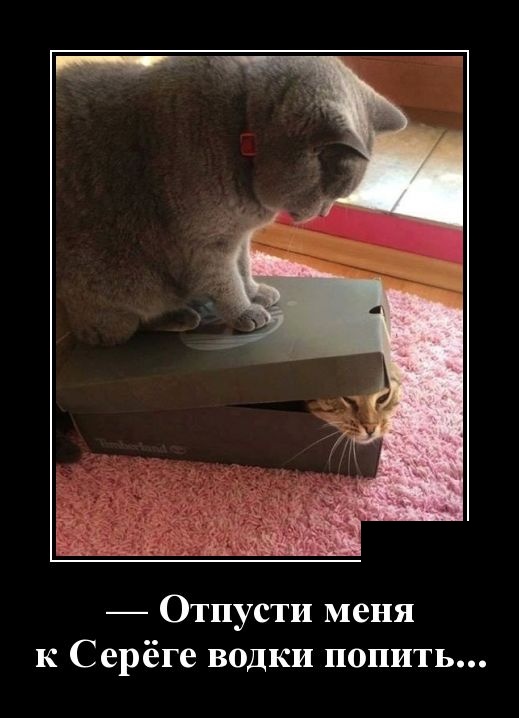 Демотиваторы