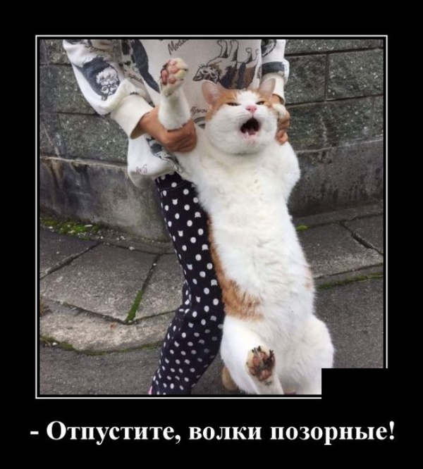 Демотиваторы