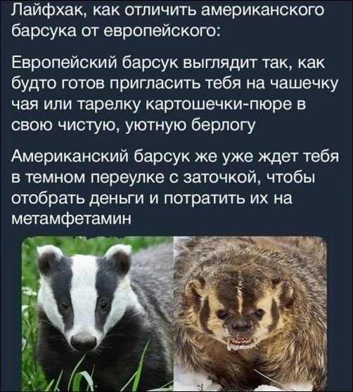 Юмор и забавные картинки без смысловой нагрузки