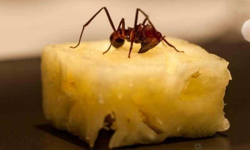 Деликатесы из насекомых в разных странах мира Деликатесы из насекомых в разных странах мира