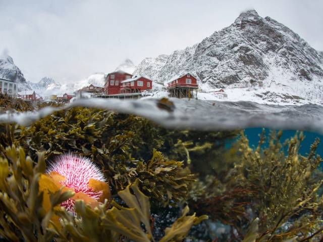Фотографии вместо тысячи слов