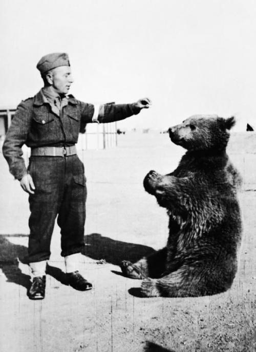 Войтек - необычный солдат Второй мировой (25 фото) Войтек - необычный солдат Второй мировой (25 фото)