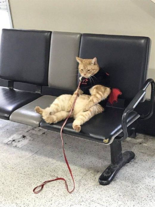 Прикольные картикни