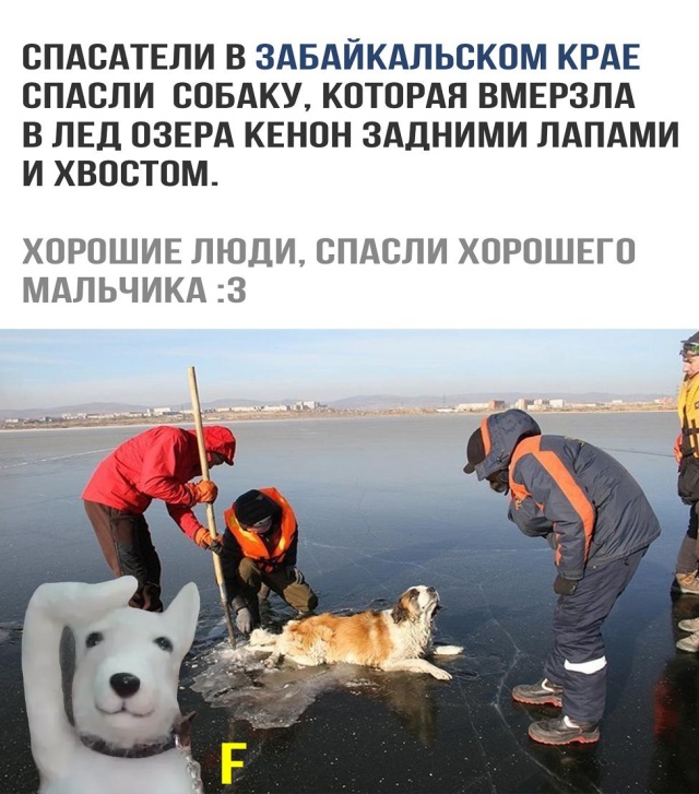 Трогательные истории и позитивные новости, которых нам так не хватает