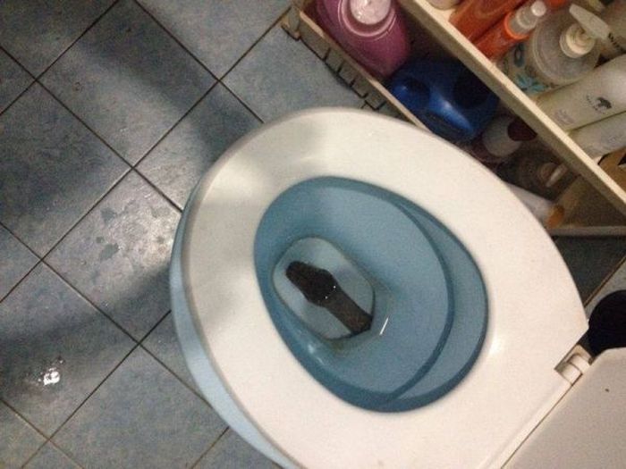 Сюрприз в унитазе