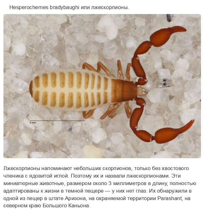Недавно открытые представители животного мира
