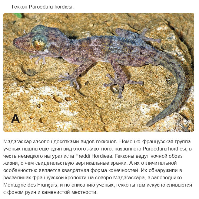 Недавно открытые представители животного мира