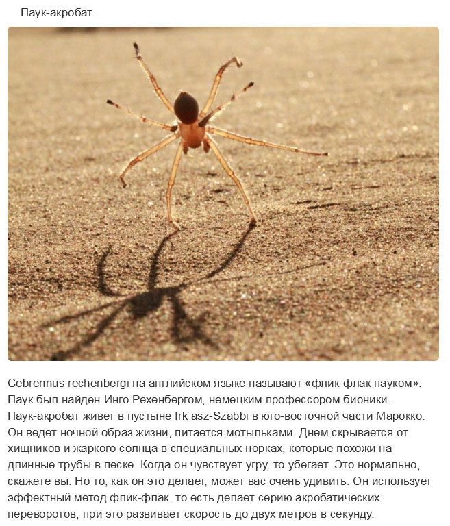 Недавно открытые представители животного мира