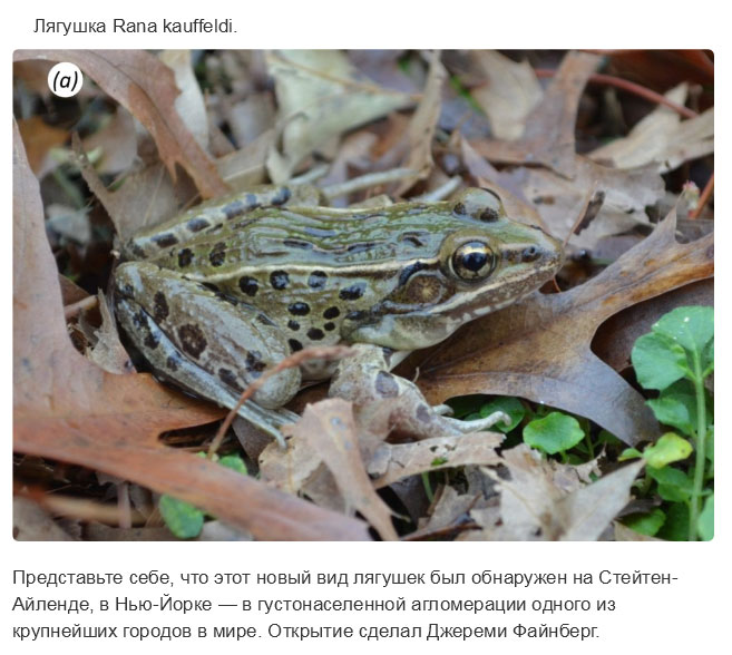Недавно открытые представители животного мира