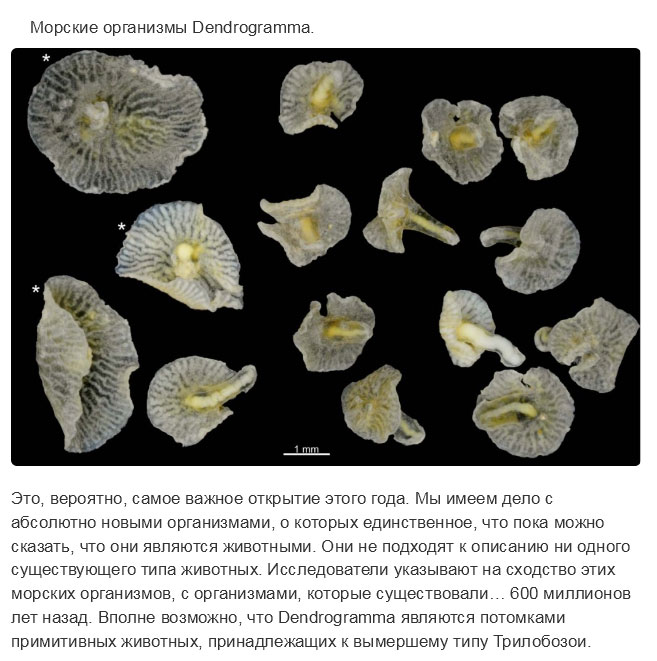 Недавно открытые представители животного мира