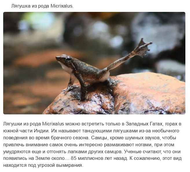 Недавно открытые представители животного мира