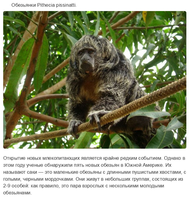Недавно открытые представители животного мира