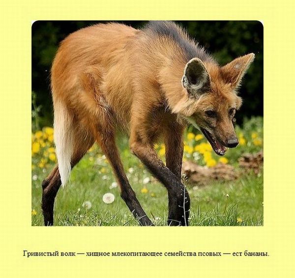 Любопытные факты обо всем на свете