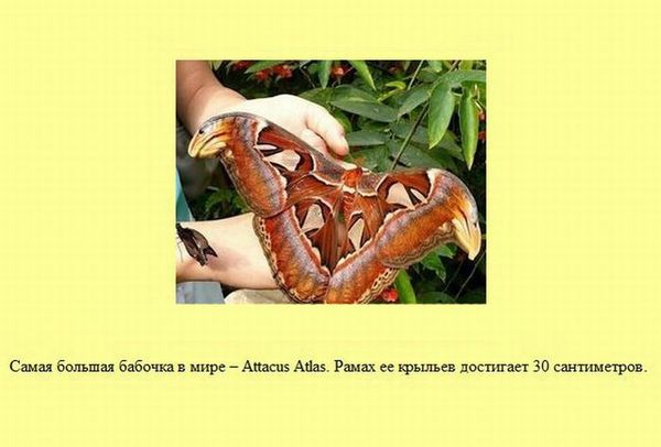 Любопытные факты обо всем на свете